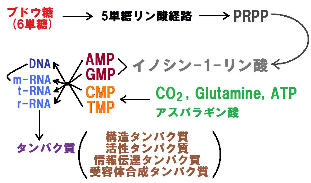 PPP&蛋白合成
